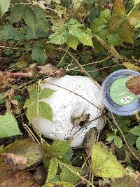 Calvatia gigantea image