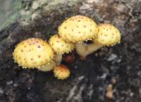 Pholiota aurivella image