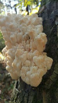 Hericium erinaceus image