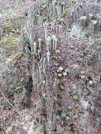 Cladonia chlorophaea image