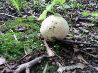 Calvatia gigantea image