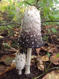 Coprinus comatus image