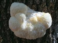 Hericium erinaceus image