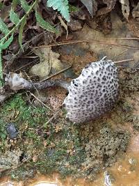 Strobilomyces strobilaceus image