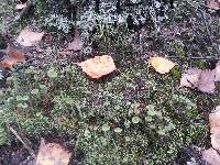 Cladonia chlorophaea image