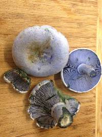 Lactarius indigo image