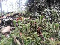 Cladonia chlorophaea image