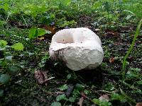 Calvatia gigantea image