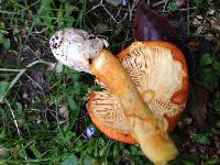 Amanita jacksonii image