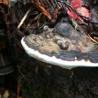 Ganoderma brownii image