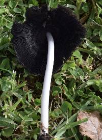 Coprinellus micaceus image