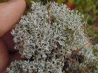 Cladonia rangiferina image