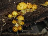 Pholiota aurivella image