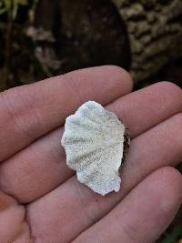 Trametes versicolor image