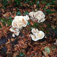 Pleurotus ostreatus image