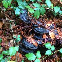 Ganoderma brownii image