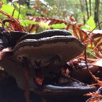 Ganoderma brownii image