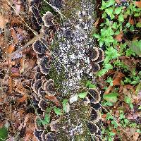 Trametes versicolor image