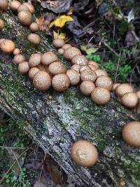 Lycoperdon pyriforme image