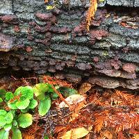 Phellinus gilvus image