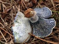 Lactarius indigo image