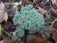 Cladonia portentosa image