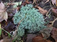 Cladonia portentosa image