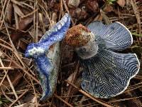 Lactarius indigo image