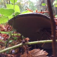 Ganoderma brownii image