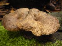 Polyporus arcularius image