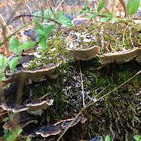 Trametes versicolor image