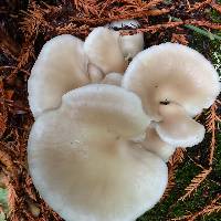 Pleurotus ostreatus image