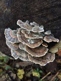 Trametes versicolor image