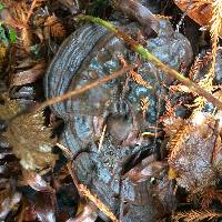 Ganoderma brownii image