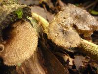 Polyporus arcularius image