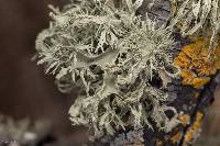 Evernia prunastri image