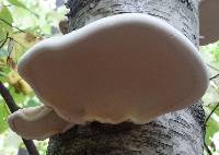 Fomitopsis betulina image