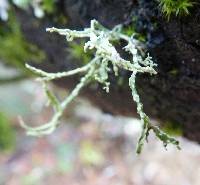 Ramalina farinacea image