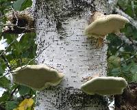 Fomitopsis betulina image