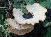 Polyporus squamosus image