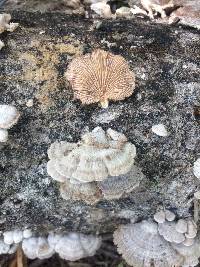 Schizophyllum commune image