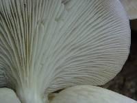 Pleurotus ostreatus image