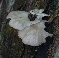 Pleurotus ostreatus image