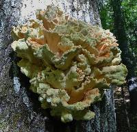 Laetiporus sulphureus image