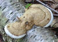 Ganoderma applanatum image