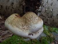 Fomitopsis betulina image