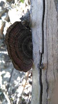 Trametes versicolor image