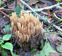 Ramaria stricta image