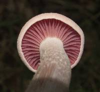 Laccaria ochropurpurea image