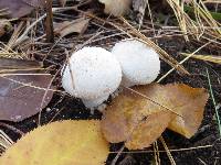 Lycoperdon perlatum image